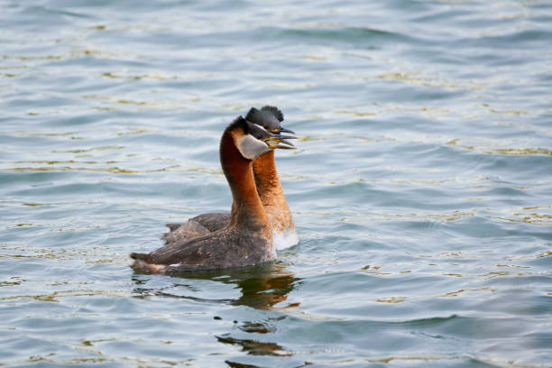 Witness the elegance of the Red-necked Grebe as it gracefully navigates its freshwater habitat, \nshowcasing its slender neck and striking plumage