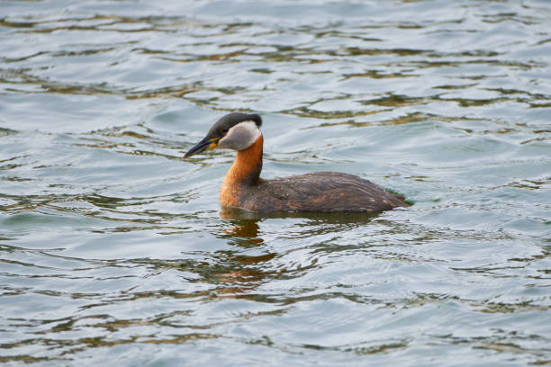 istock Graceful Encounter: The Red-necked Grebe in its Aquatic Realm 2151822636