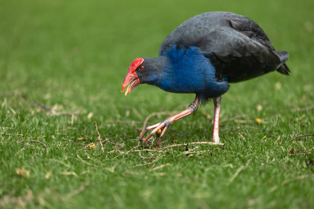 Pukeko gathering food in the Park