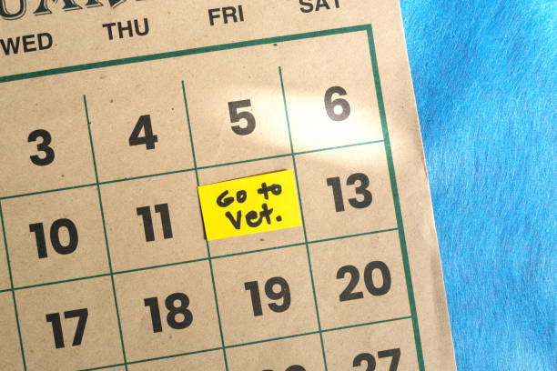 istock Dog or pet routine veterinarian checkup or appointment date schedule concept. Written reminder note on calendar. 2151826804