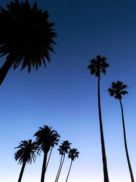 Palm trees in silhouette against a deep blue sky at dusk