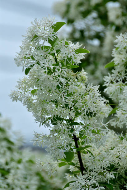 istock Chionanthus retusus / Chinese Fringe Tree: Profuse Spring Bloom of Fragrant White Flowers 2151828362