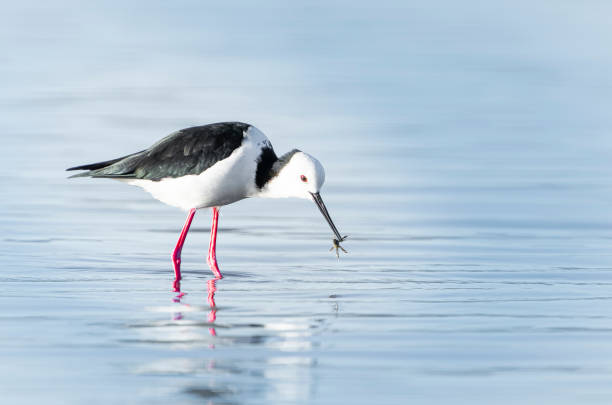 Pied stilt wading and seaching for crab