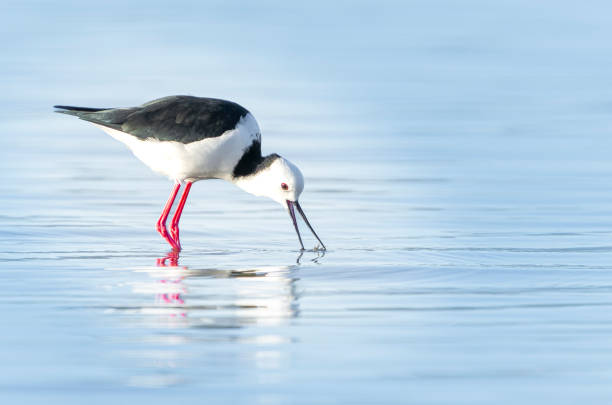 istock Pied stilt wading and seaching for crab 2151830210