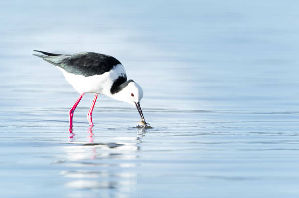 istock Pied stilt wading and seaching for crab 2151830276