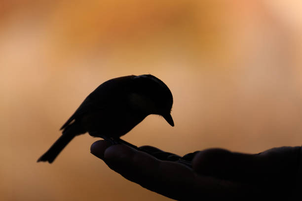 Silhouette of a small bird (Varied Tit) perched on a hand