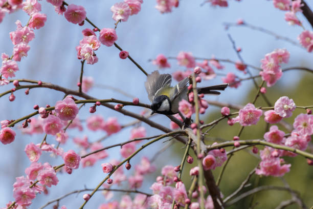 istock Japanese tit takes flight from the branches of a pink weeping plum tree 2151831002
