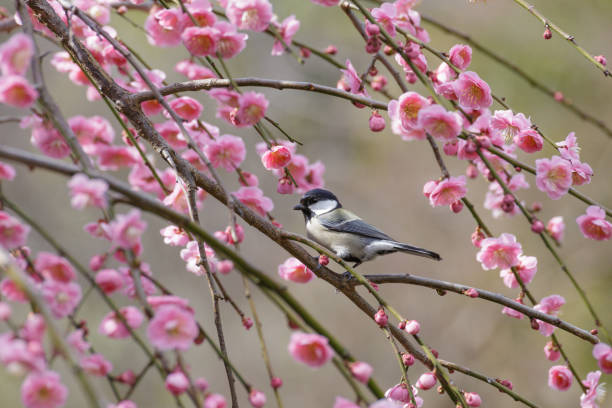 istock Japanese tit perches on a branch of a pink weeping plum tree 2151831006