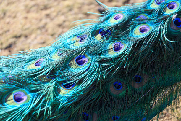 istock Close-up of peacock feathers 2151831025