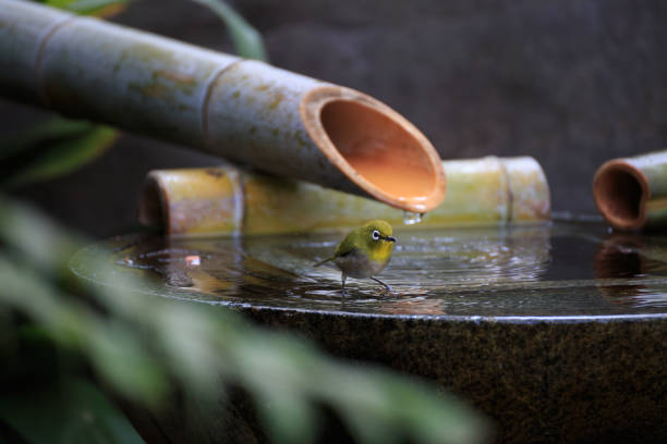 istock A white-eye standing at a water hole in a Japanese garden 2151831037
