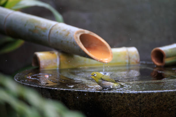 A white-eye bathing at a water feature in a Japanese garden