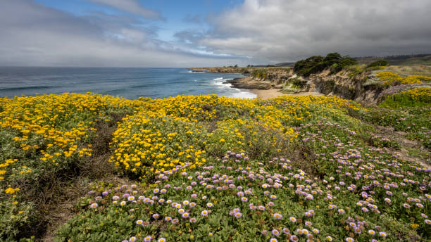 istock Wilder Ranch Coastal Bluffs 2151831525