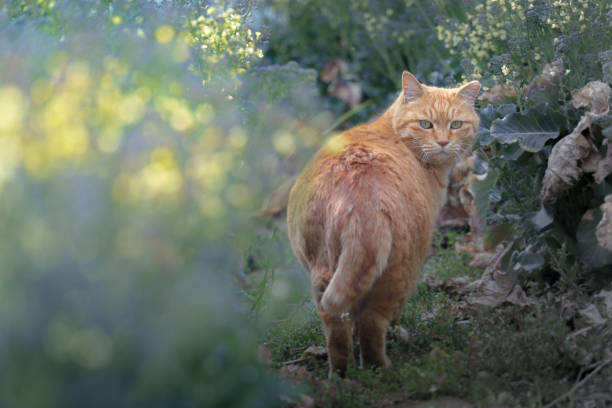 A brown tiger cat looking back at us in a field of rape blossoms
