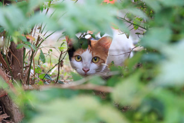 Tortoiseshell kitten looking at us from a thicket of grass and trees