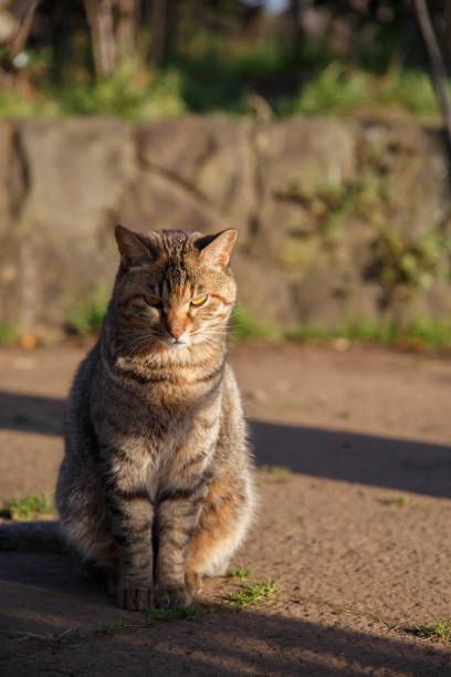 Cat sitting and looking at us in the evening sunlight