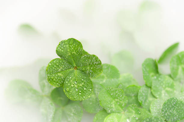 This image shows a green plant with three leaves, sitting among other green plants and grasses. There are a few drops of water on the leaves of the main plant.