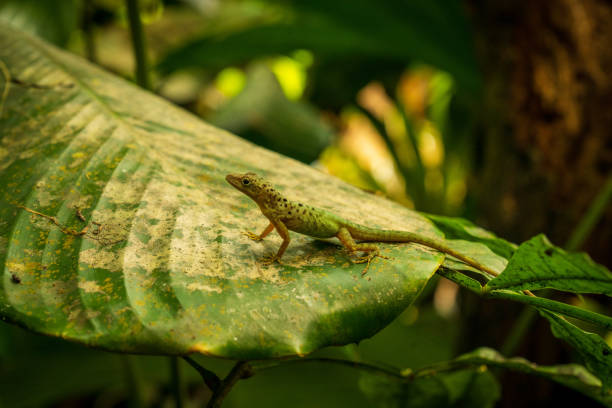 istock A green lizard is on a leaf. The lizard is green and brown 2151834317