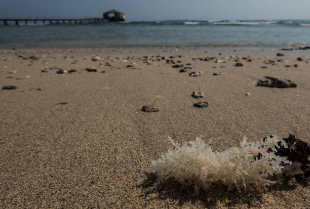 seagrass in fine sand at the beach with a long jetty in the background