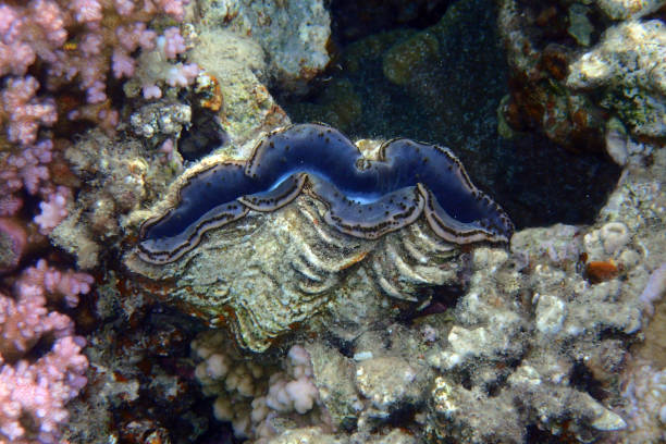 Coral Reef at the Red Sea,Egypt