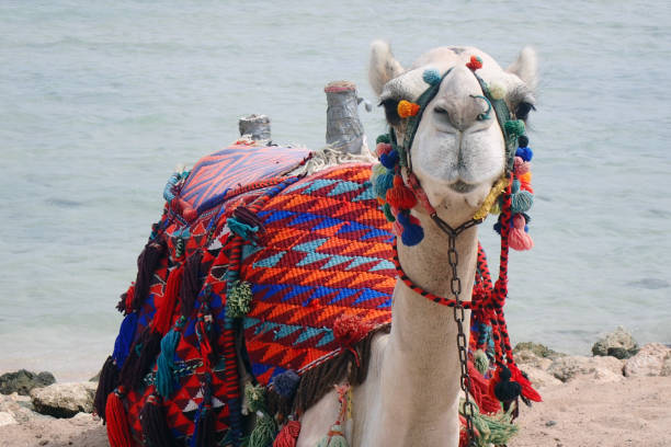 istock camel is resting near the sea 2151835647