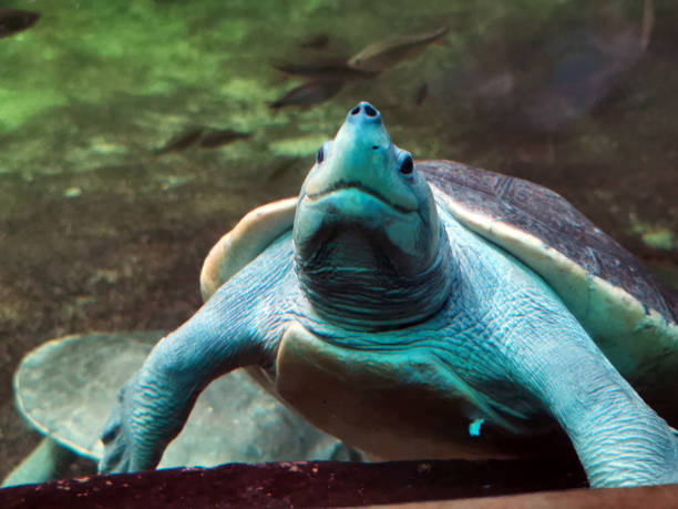 istock detail of water turtle 2151835699