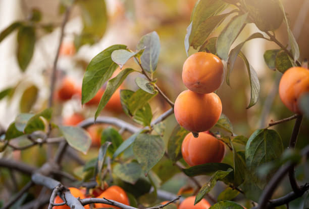 istock close-up view of persimmons on tree illuminated by gentle diffused light that enhances rich orange color detailed texture of fruit leaves natural growth and sustainable agriculture. 2151835853