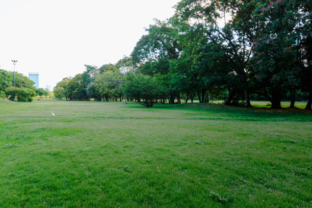 Landscape green grass field of public park