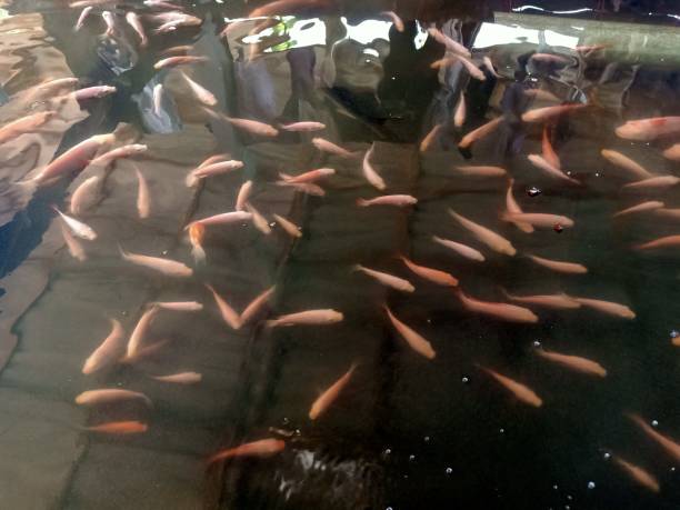 istock Group of Tubtim fish 2151836178