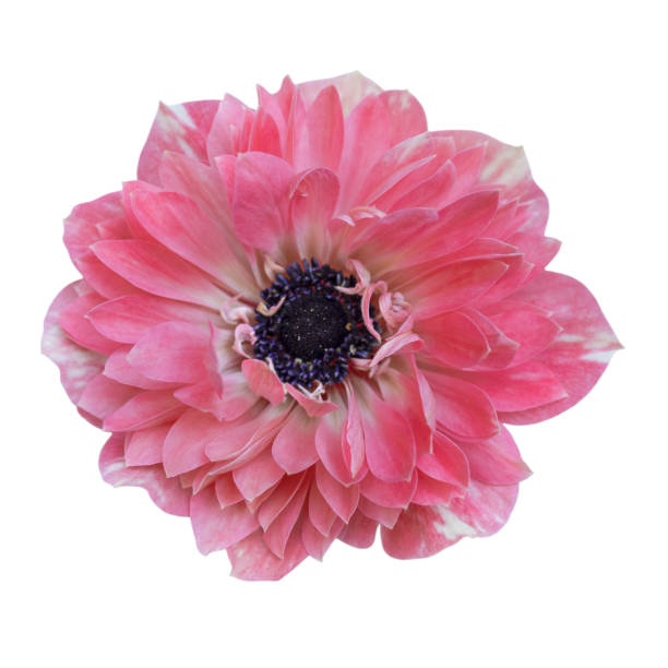 A perfect lush layered anemone flower with speckled pink and white petals.