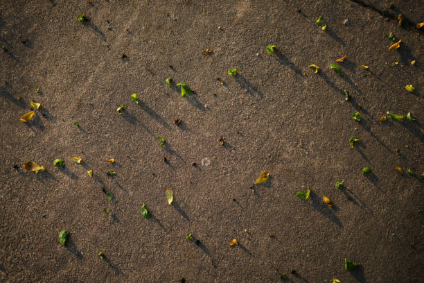 istock Leaves on the ground. 2151836753