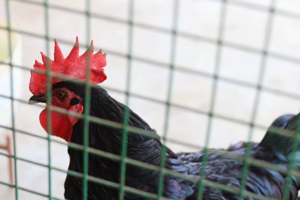 istock A black color indian cock hen behind a cage 2151837229