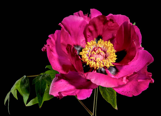 istock Blooming red peony on a black background 2151837606