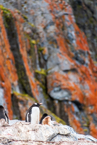 An impression of the Gentoo Penguin -Pygoscelis papua- colony on Cuverville Island, on the Antarctic Peninsula
