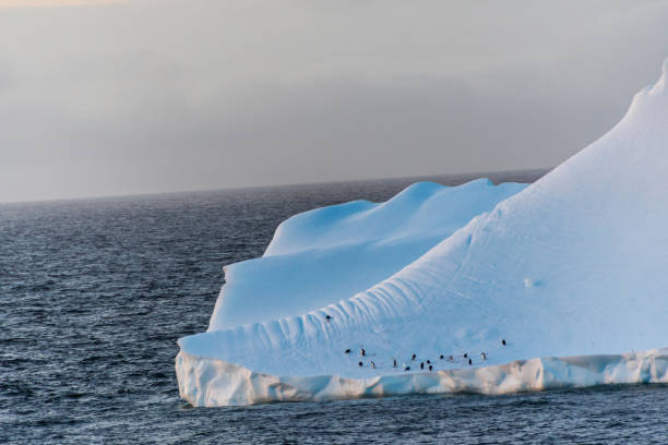 istock Gentoo Penguins in Antarctica 2151837992
