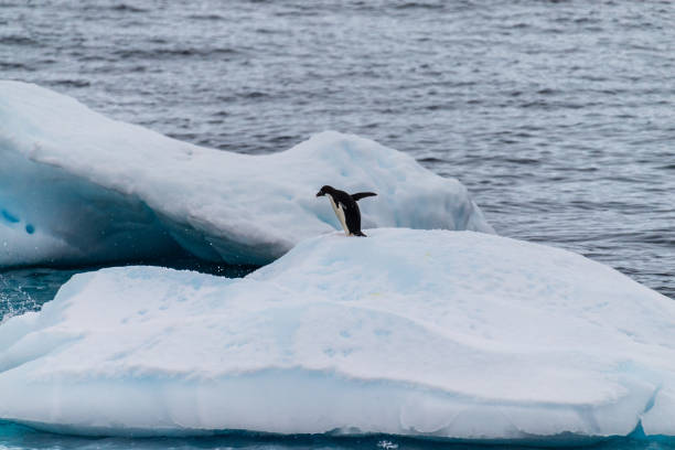 istock Adelie Penguins in Antarctica 2151837999