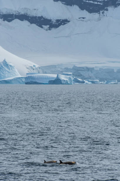 istock Killer whales in the Antarctic 2151838010