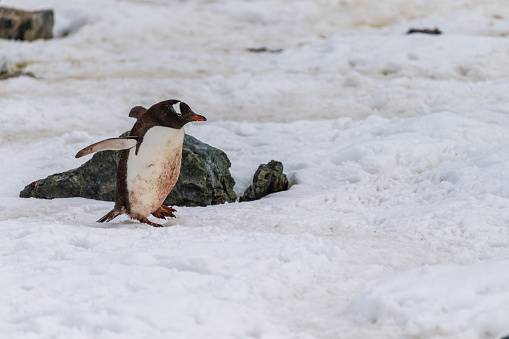 Close-up of a Gentoo Penguin -Pygoscelis papua- walking along a penguin highway in a snowy landscape of the colony at Danco island, on the Antarctic Peninsula