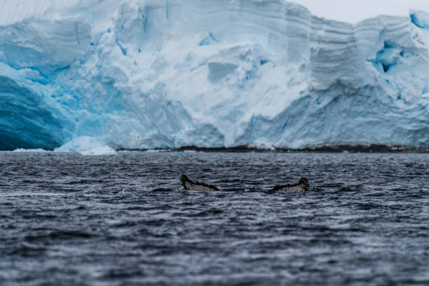 istock Tail of a humpback whale in the Antarctic 2151838117