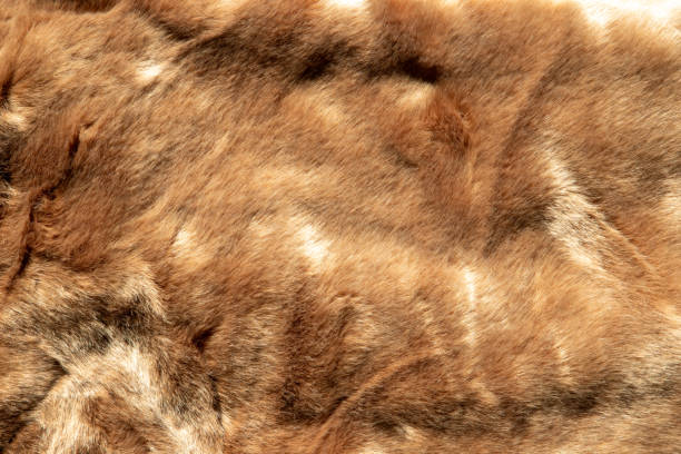 texture background of brown fur