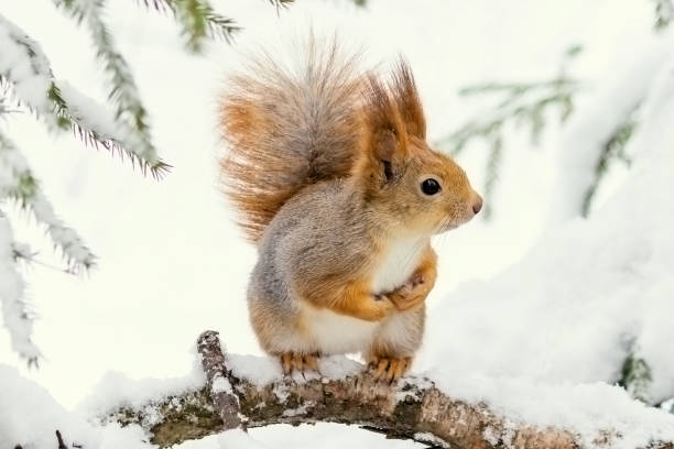 istock A fluffy forest wild squirrel sits on a tree branch in a snowy forest. 2151839205