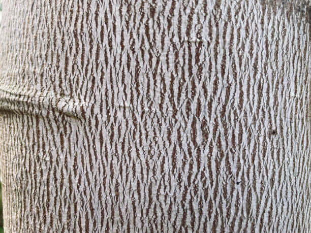 The texture of the bark of a tree