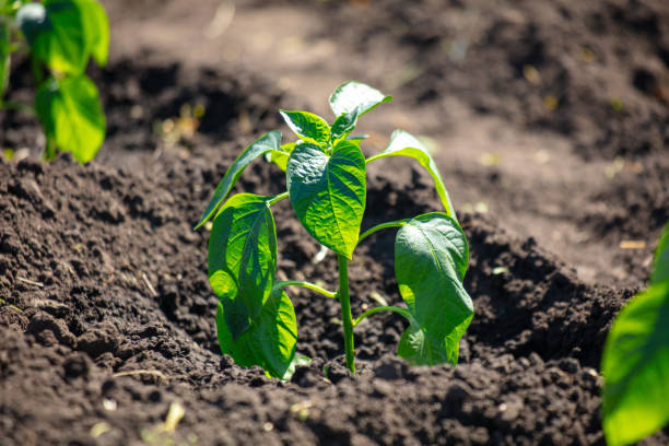 Pepper seedlings in the ground in the garden. Spring .