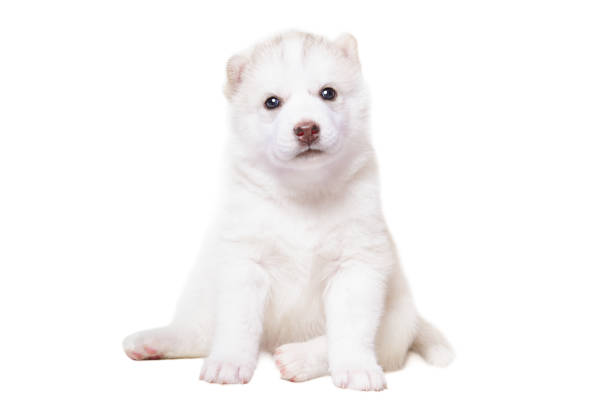 Adorable husky puppy sitting isolated on a white background