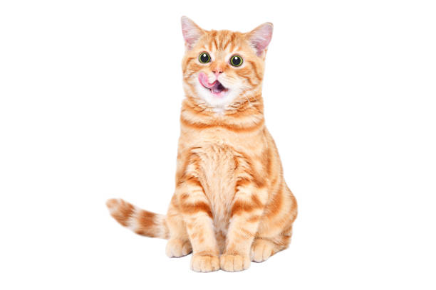 Adorable kitten Scottish Straight licking sitting isolated on white background stock photo