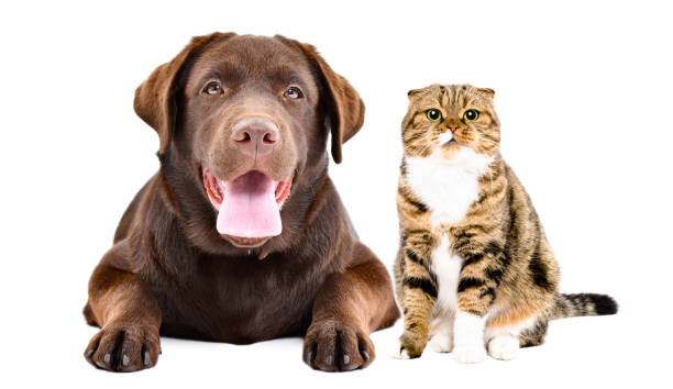 istock Adorable labrador and scottish fold cat together isolated on white background 2151841643