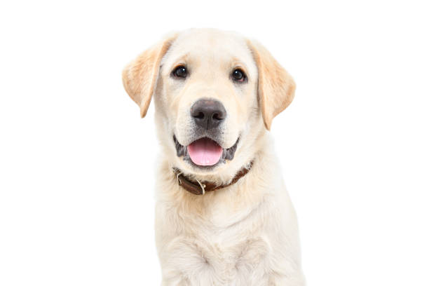 istock Adorable labrador puppy, closeup, isolated on white background 2151841661