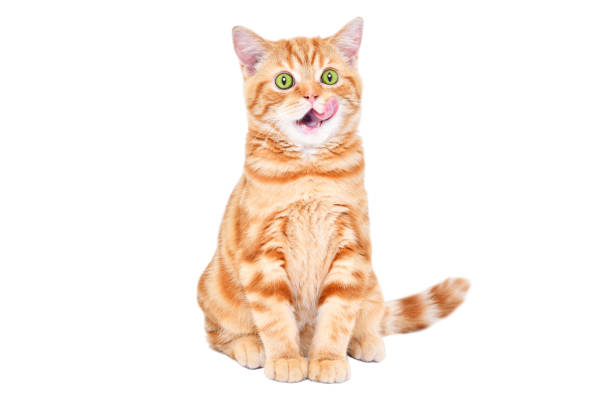 istock Charming kitten Scottish Straight licking isolated on white background 2151841698