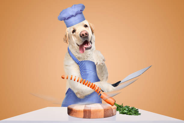 istock Cheerful Labrador in an apron and a chef's hat cuts a carrot into circles in flight 2151841722
