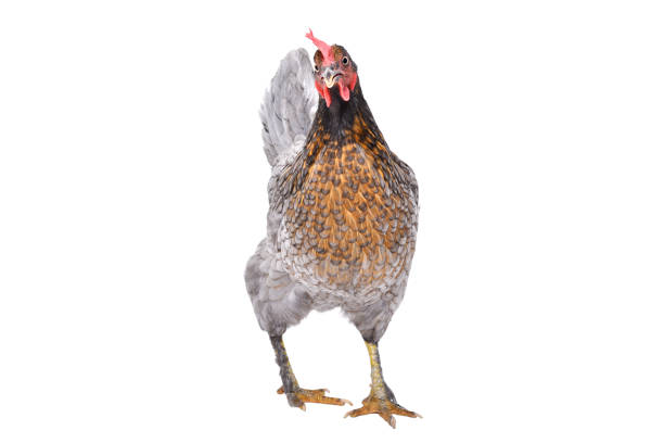 istock Curious gray chicken standing isolated on white background 2151841735