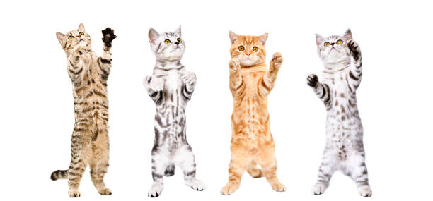 istock Cute playful kittens standing on hind legs isolated on white background 2151841766